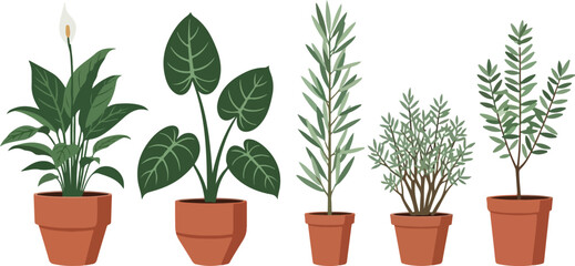 Fototapeta premium A small green herb plant with lush foliage grows in a brown flowerpot isolated on a white background, symbolizing nature and botany growth for indoor gardening