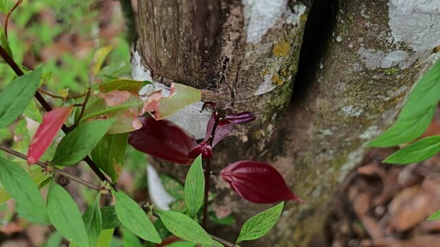 Cinammon tree and cinamon bark drying up in Sumatra, Indonesia