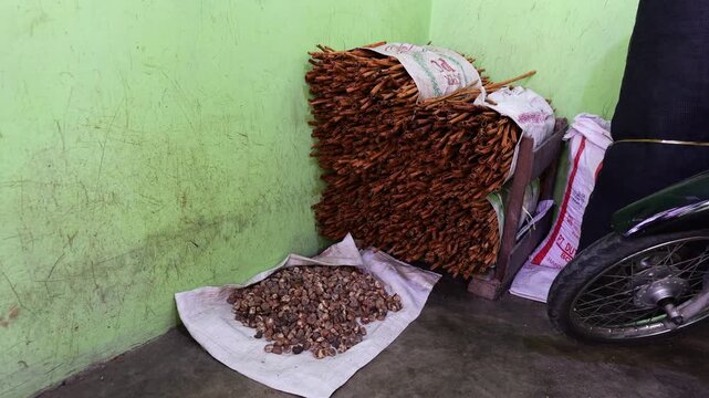 Cinammon tree and cinamon bark drying up in Sumatra, Indonesia