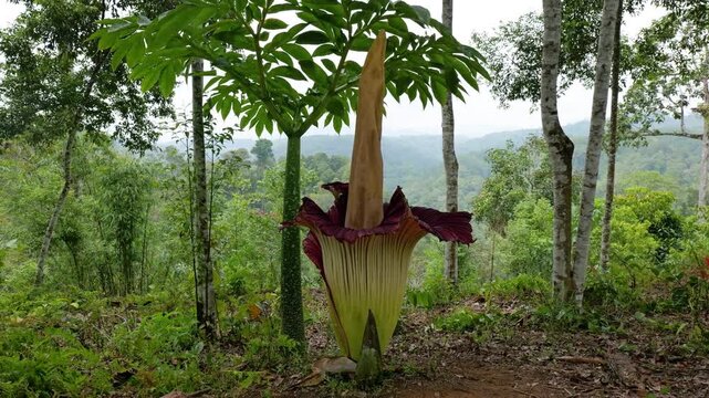 Raflesia and massive flower in West sumatra, Indonesia
