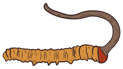 Hand drawn cordyceps mushroom illustration, medicinal fungus vector isolated on light background. © Ammar Bilal