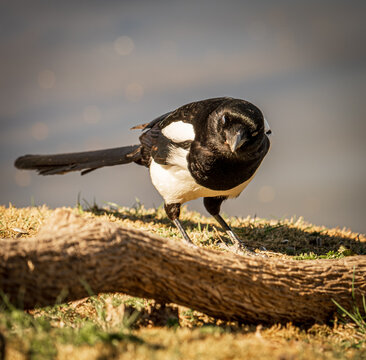 Magpie Standing on Ground Near Water in Natural Light
