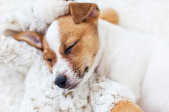 Little white puppy sleeping on white cozy blanket at home
