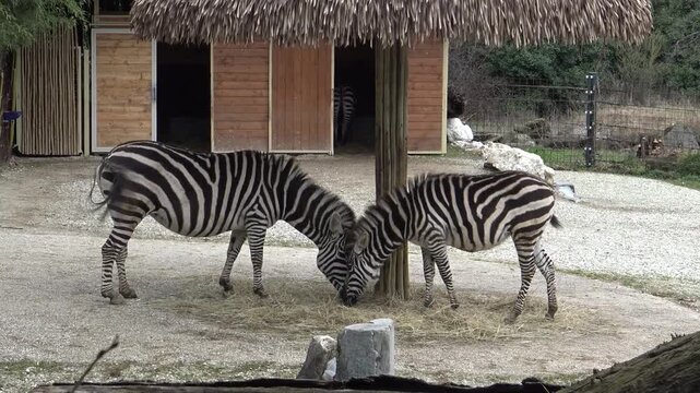 zebra in the zoo