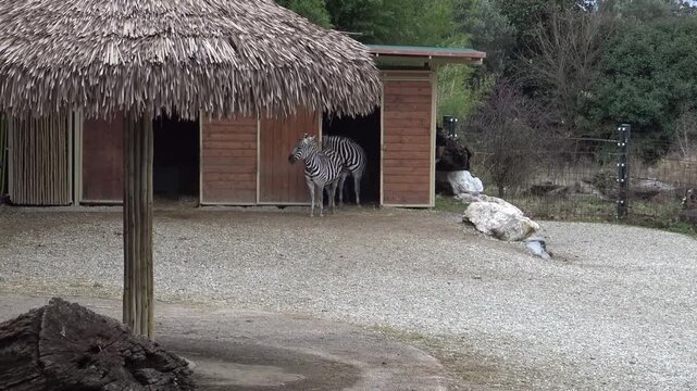 zebra at the zoo