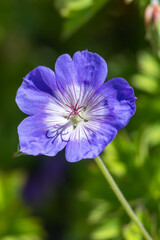 Obraz premium Geranium 'rozanne' flower showcasing vibrant purple petals and white center in natural light