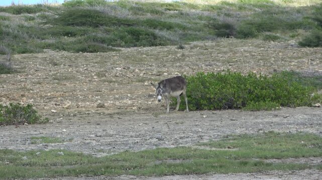 Wilder Esel grast in einer trockenen, felsigen K&uuml;stenlandschaft