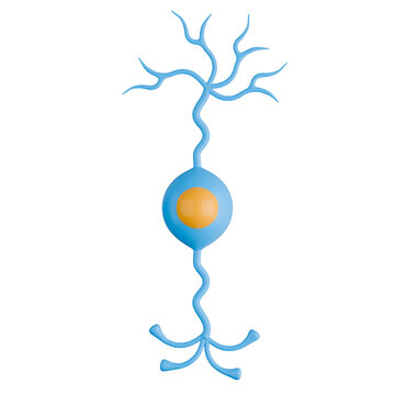 3D Unmyelinated Bipolar Neuron Cell Illustration.