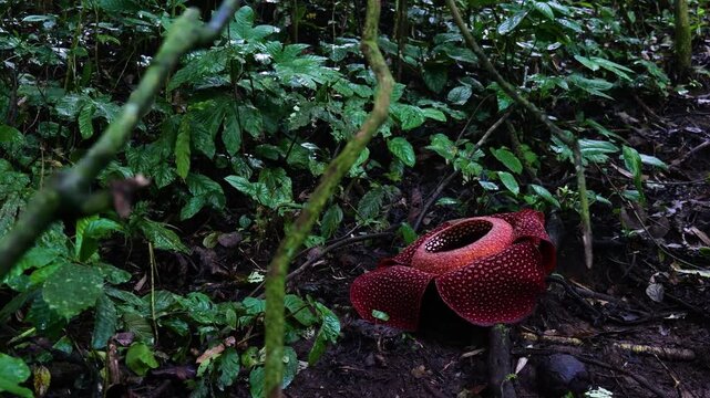 Raflesia and massive flower in West sumatra, Indonesia