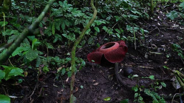Raflesia and massive flower in West sumatra, Indonesia