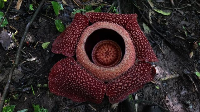 Raflesia and massive flower in West sumatra, Indonesia