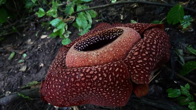 Raflesia and massive flower in West sumatra, Indonesia