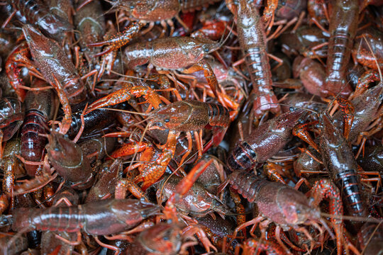 live crawfish caught for further cooking. 