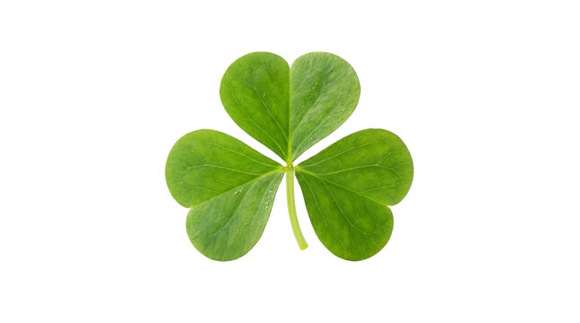 Vibrant green shamrock leaf, three-leaf clover for Saint Patrick's Day, fresh organic wood sorrel plant symbol of luck and Irish heritage isolated PNG with Transparent Background