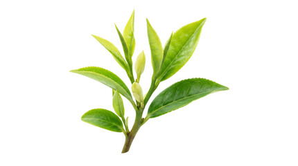 Fototapeta premium Fresh green tea leaves on branch, organic camellia sinensis plant sprout, vibrant herbal tea foliage for healthy beverage branding isolated PNG with Transparent Background