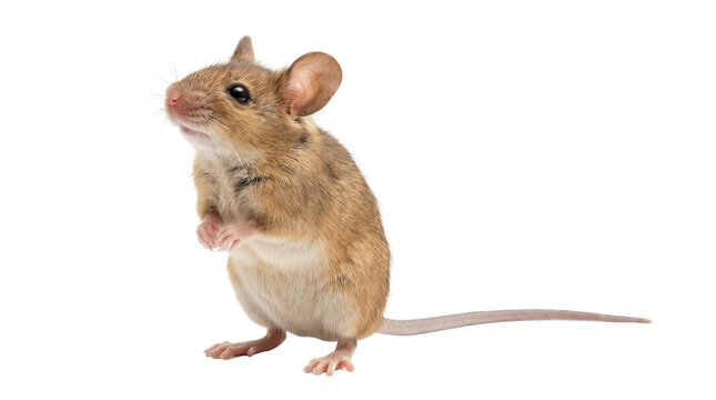 Small brown field mouse standing on hind legs, curious wild wood mouse looking up, tiny rodent with long tail and large ears isolated PNG with Transparent Background