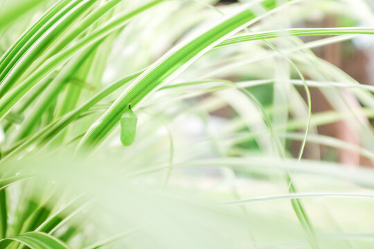 Closeup of a Monarch butterfly cocoon on tall grass