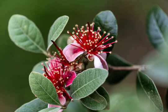 New Zealand feijoa guava blossom flowers
