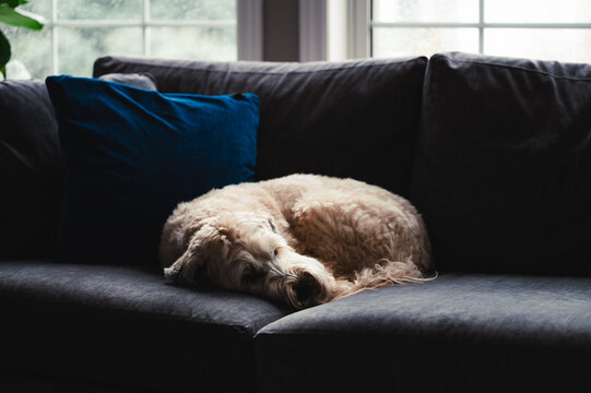 Fluffy dog curled up sleeping on grey sofa on rainy day at home.