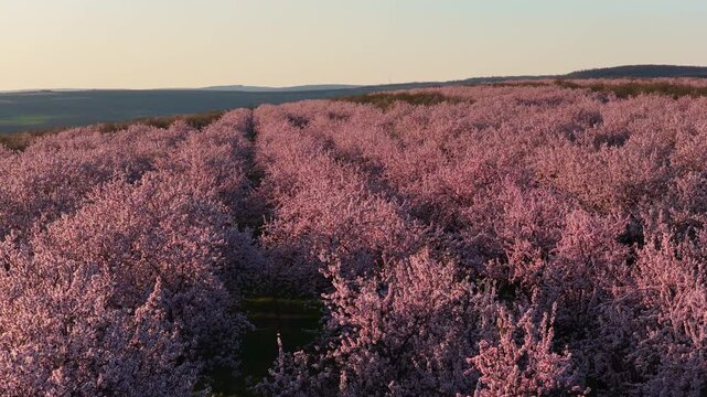 Aerial drone shot of a dense almond orchard during the spring blooming season. Pink and white blossoms are bathed in the soft, golden glow of a late afternoon sun. Moldova