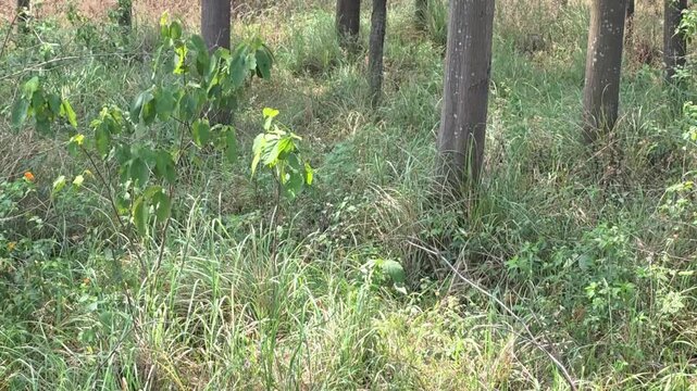 Tall grass grows among trees in a quiet forest setting with natural surroundings