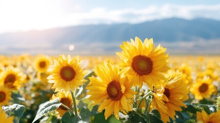 Fototapeta premium Vibrant Sunflowers Blooms in a Lush Field Under Bright Blue Sky and Shining Sunlight