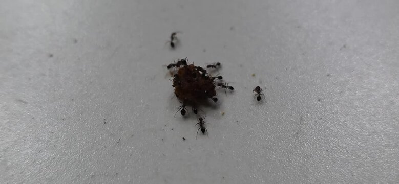 Small ants gather and carry food pieces together on a plain surface actively