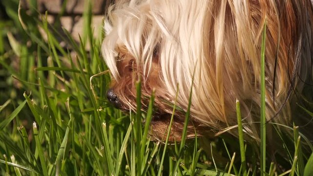 Terrier dog eating green grass