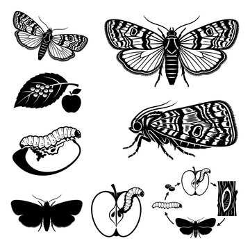 Black and white vector silhouette set of Codling Moth
