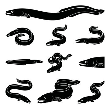 Black and white vector silhouette set of Conger Eel.