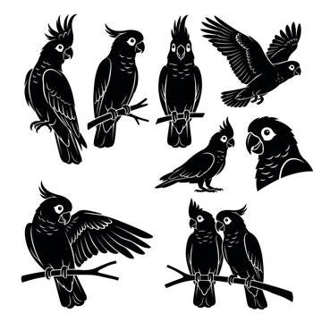 Black and white vector silhouette set of Corella