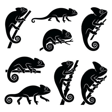 black and white vector silhouette set of Chameleon