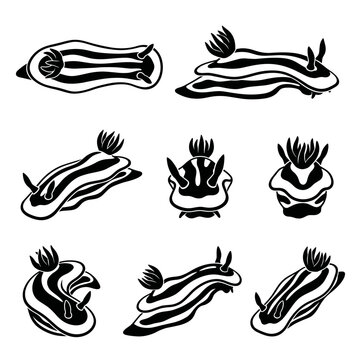 black and white vector silhouette set of Chromodoris Willani.