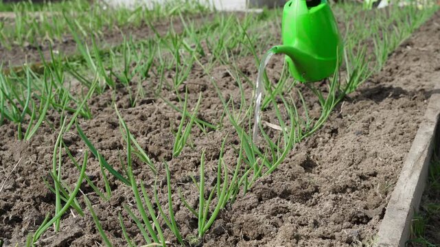 Watering garden bed with growing green onions from watering can. Vegetable garden bed care