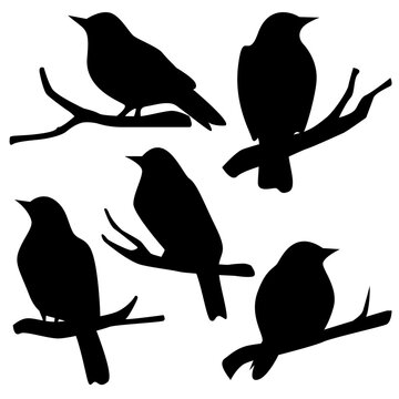 Bird silhouette vector collection on tree branches. Minimalist black animal icons isolated on white background. Versatile nature graphic elements for logo design, spring themes, and wildlife assets.