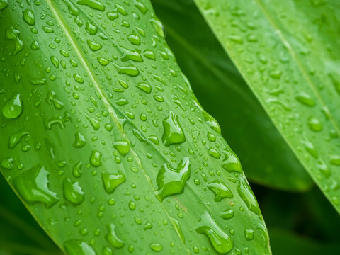 Drop water on green leaf background, rain on plant abstract dew leaves, clean nature fresh sping season, environment ecosystem change concept