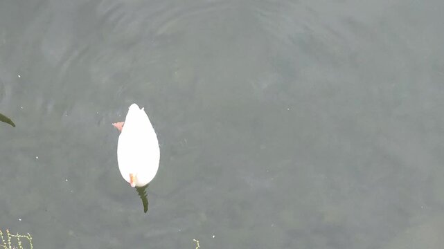 Duck Floating Near Water Edge