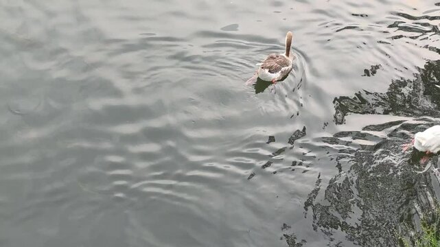 Duck swims across water leaving visible ripples behind in a calm environment