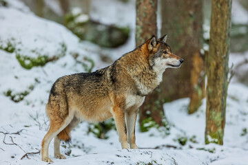 Fototapeta premium Proud Canis lupus Grey Wolf standing tall in a snowy forest clearing