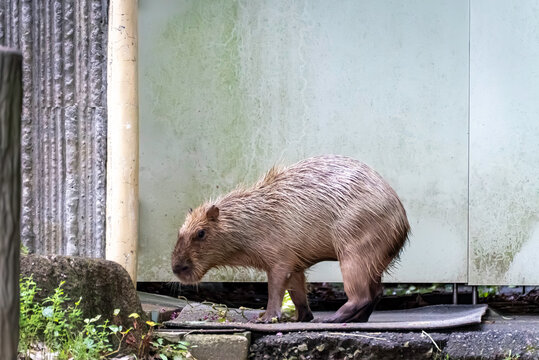 水切りするカピバラ