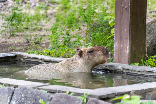 プールに入るカピバラ