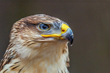 Obraz premium Buteo regalis Ferruginous hawk close portrait against dark background with focused eye