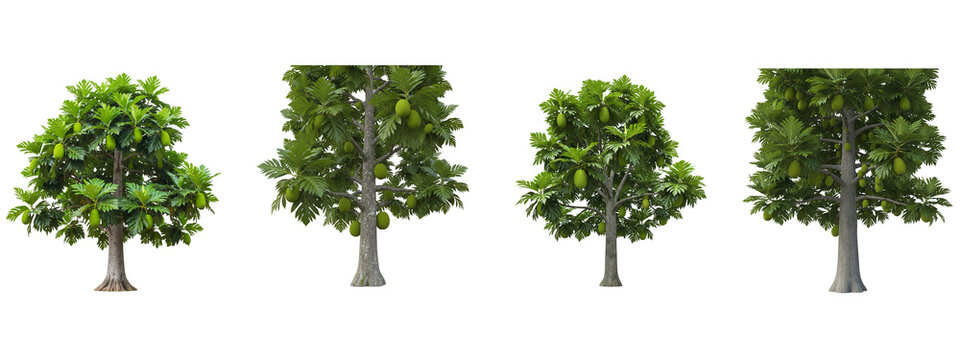 Set of four breadfruit trees with green fruits isolated on black background