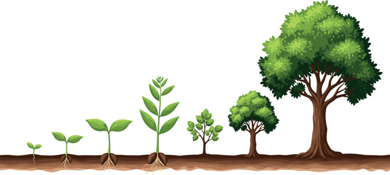 The growth stages of a tree from seedling to maturity are shown in a vector illustration.