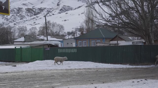 Sheep Walking in Traditional Caucasus Village Landscape &ndash; 4K