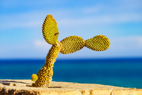 Cactus stands on a stone ledge by the sea under a clear blue sky during the day