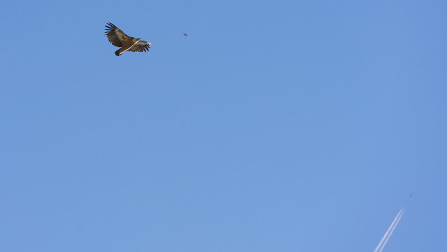 Vulture bird in flight over canyon Gorges du Verdon, Provence in France