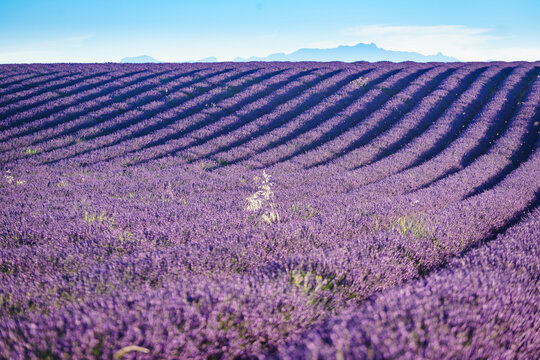 Lavender field and blue sky during the day in the countryside with rows of plants growing in the ground