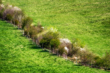 Obraz premium Spring green meadow with blooming shrubs and rural fence pattern in countryside landscape