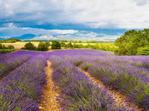 Provence landscape with lavender fields, France
